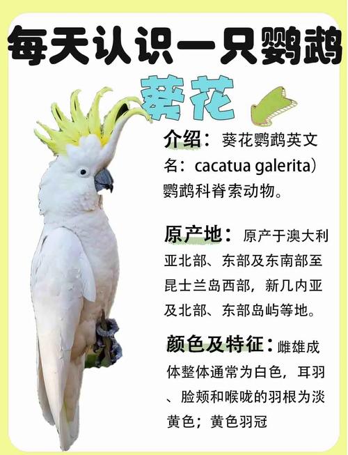 葵花凤头鹦鹉稀有吗