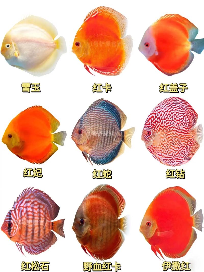 观赏鱼费用
多少钱一条?