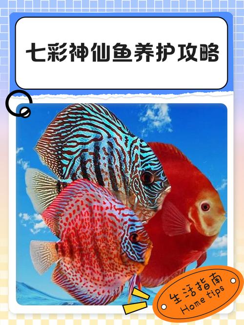 神仙鱼多少钱一条?养在家里真的美呆了