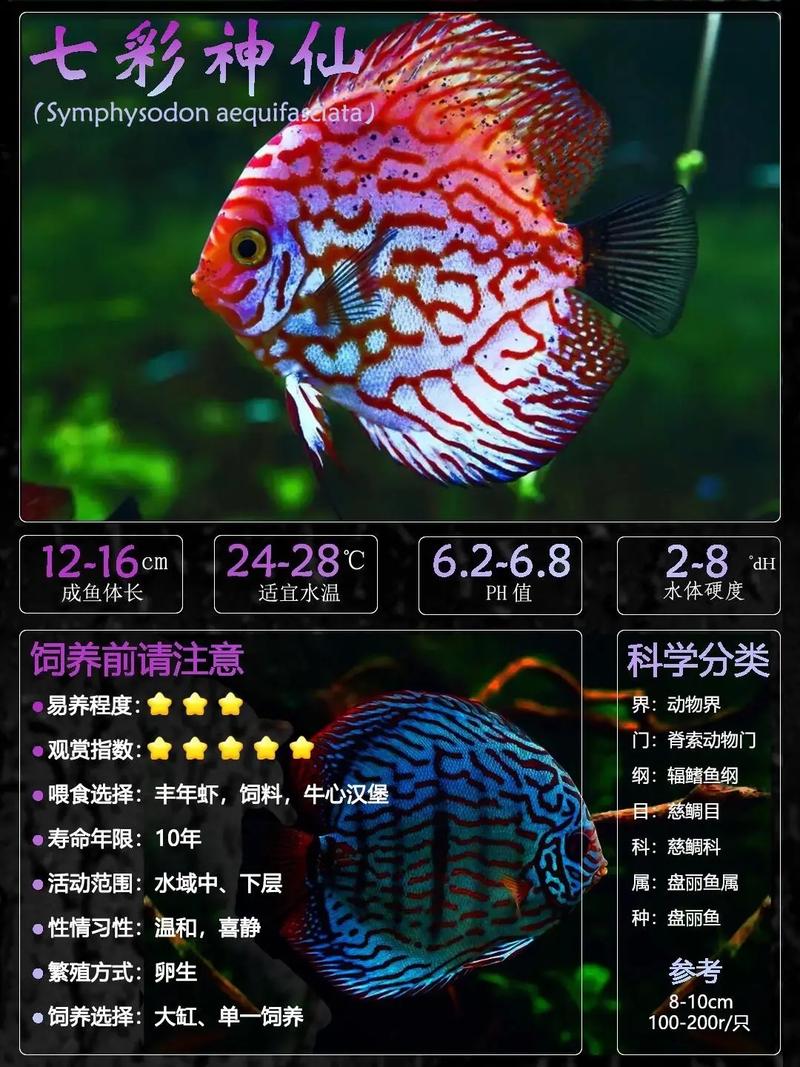 神仙鱼多少钱一条