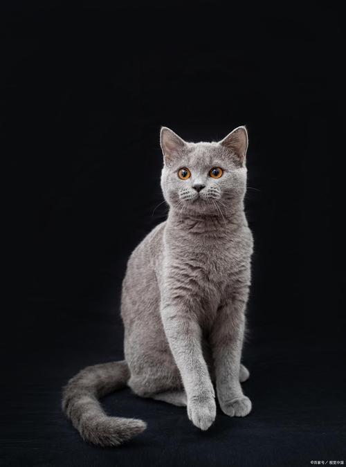 灰色毛的猫是什么品种