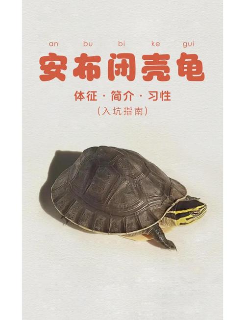 安布闭壳龟可以冬眠吗