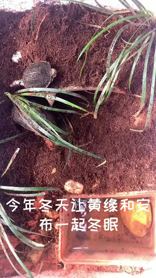 安布闭壳龟需要加温么