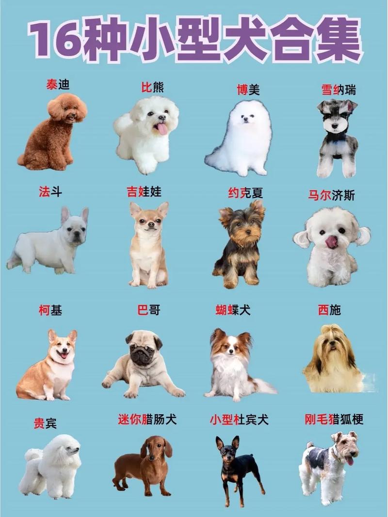 50元以下适合学生养的宠物