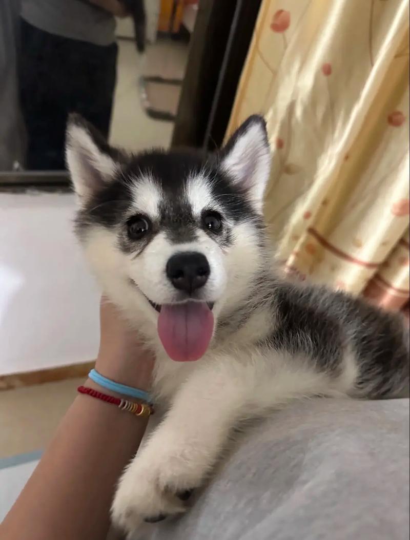 我家哈士奇幼犬一关笼子就疯叫,这正常吗?