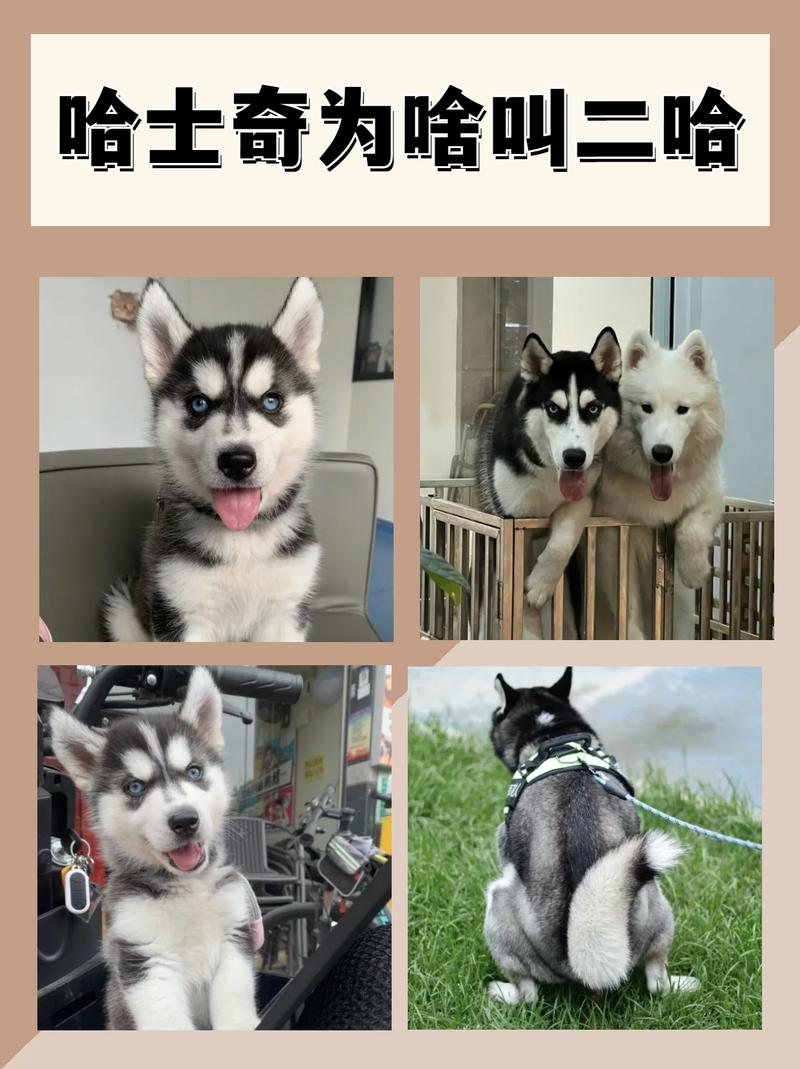 哈士奇幼犬晚上一直叫,今天第四天了?