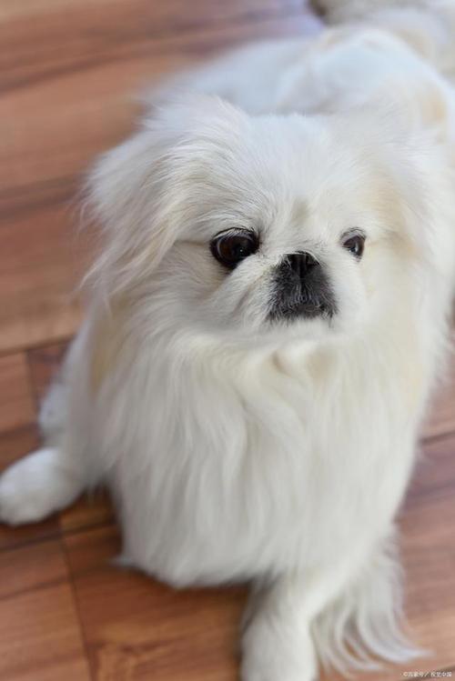 京巴犬吃什么