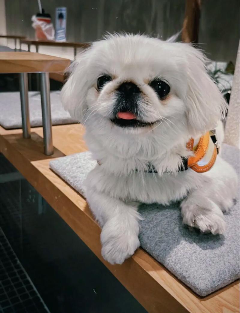 小京巴狗怎么喂养,京巴幼犬吃什么