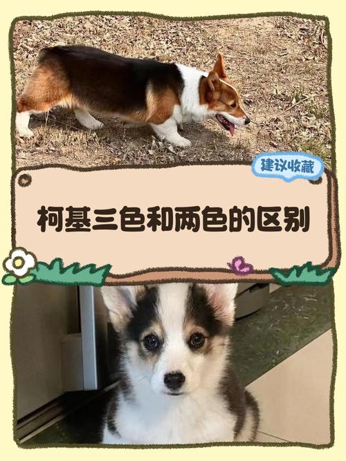 柯基三色和两色的区别