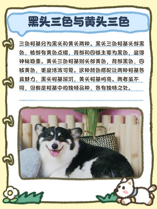 柯基三色贵还是双色贵