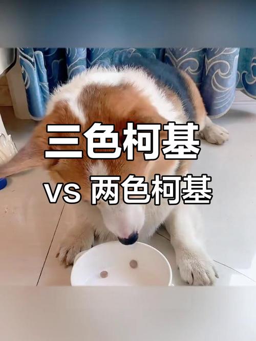 柯基最不值钱的颜色?