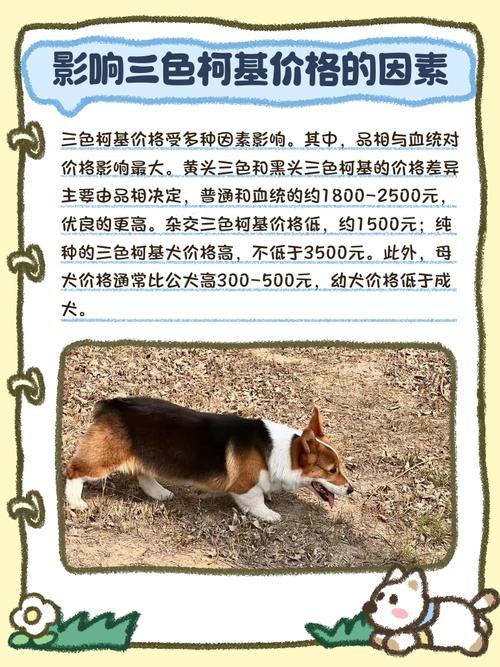 柯基犬有几种颜色