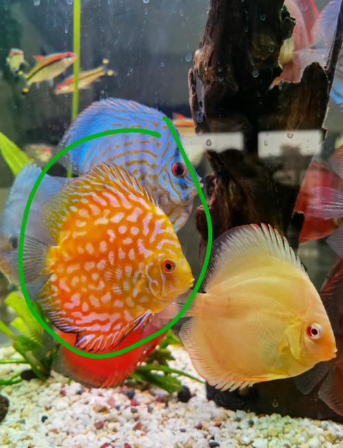 黑格尔七彩神仙鱼好养吗