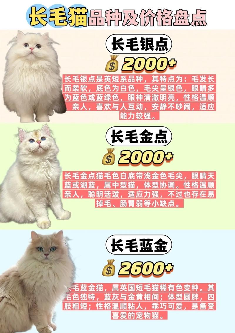 长毛猫多少钱买一只宠物猫多少钱