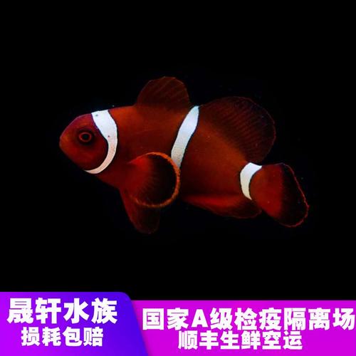 小丑鱼主要种类