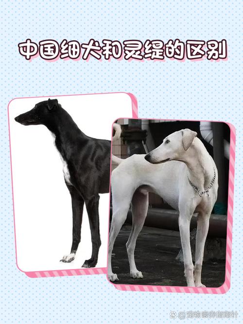 格力犬和细狗哪个好