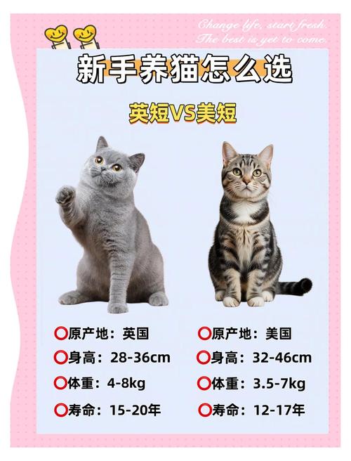 美短蓝猫和英短区别
