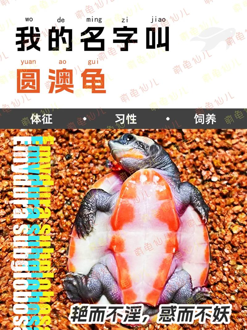 前十
比较好
养的乌龟排名(中国前十
最值得养的龟)