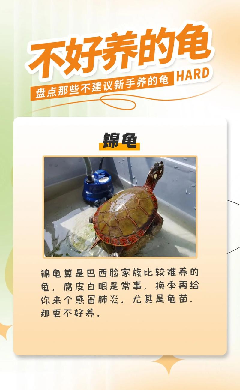 前十
养不死的龟