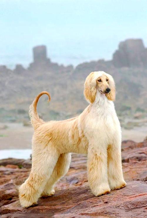 世界上比较高
贵的犬种是什么?