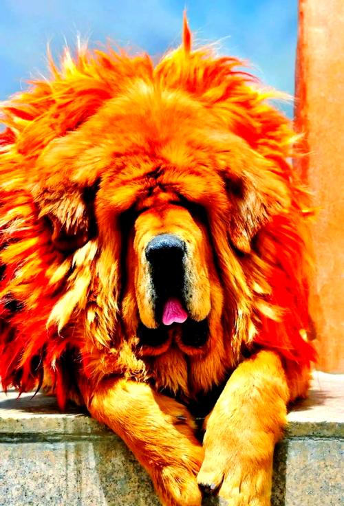 南非赘犬打架厉害吗