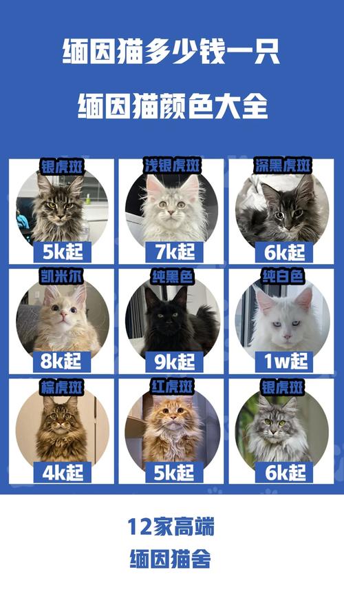 缅因猫多少钱一只?
