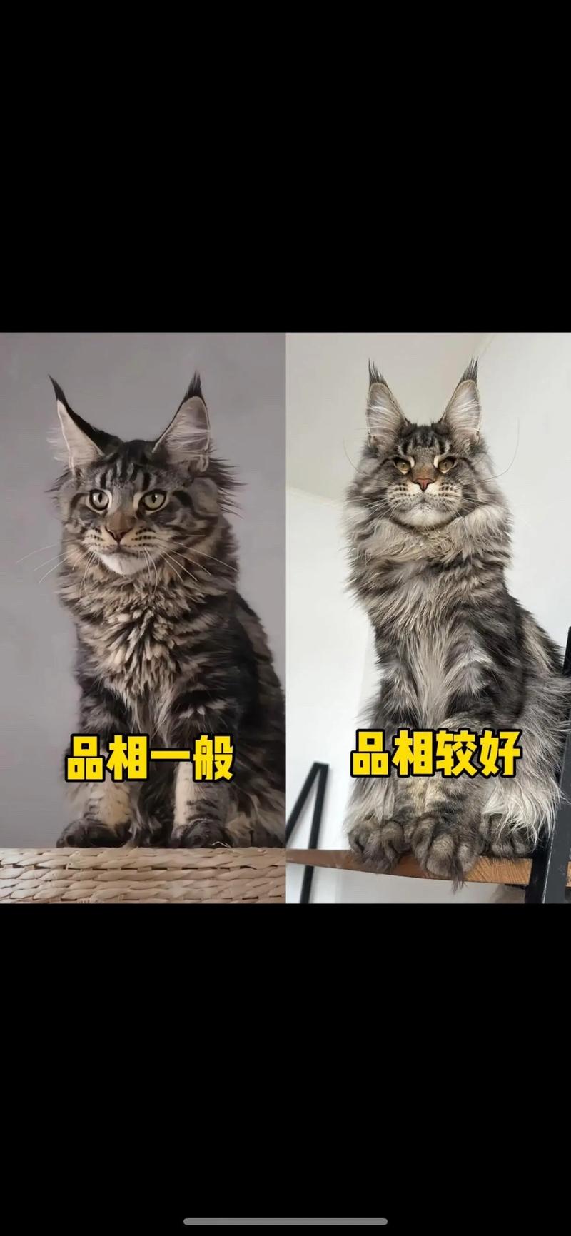 缅因猫好养吗?多少钱一只?