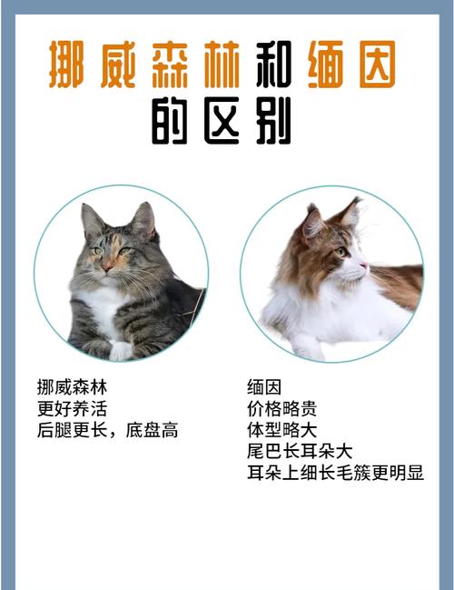 缅因猫和挪威森林猫哪个贵