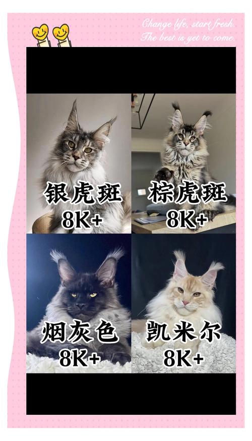 缅因猫最贵多少钱缅因猫什么颜色好看