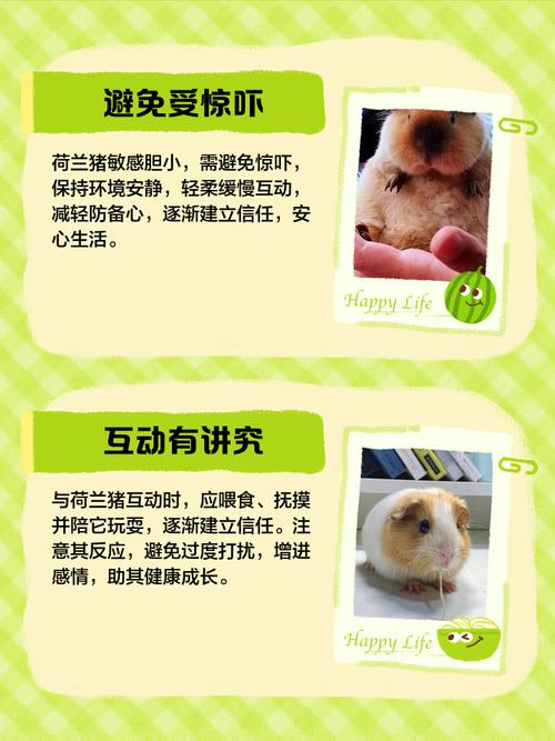 荷兰猪饲养禁忌有哪些?