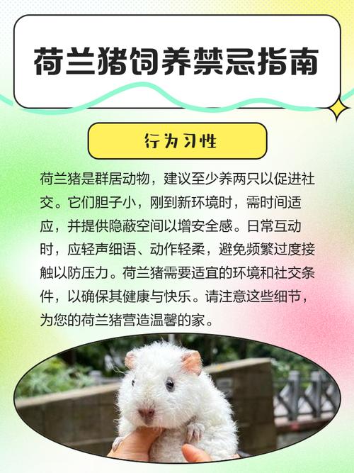 怎么喂养荷兰猪?