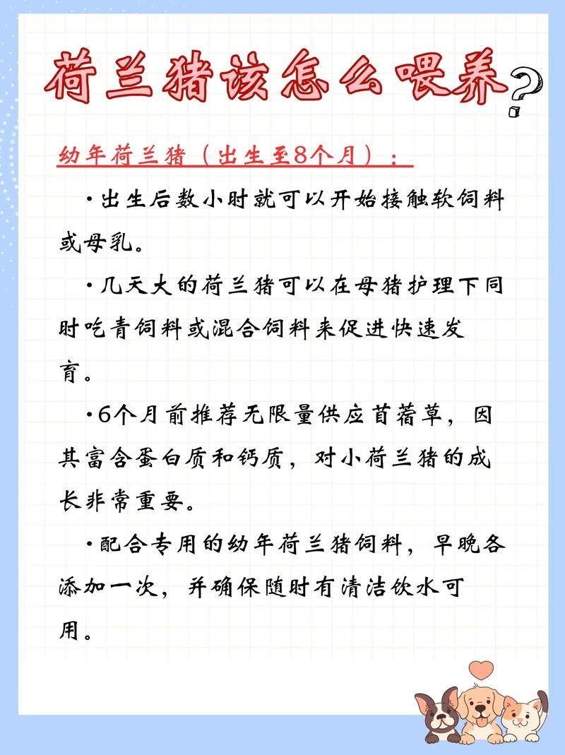 新手打算养荷兰猪,有哪些注意事项呢?