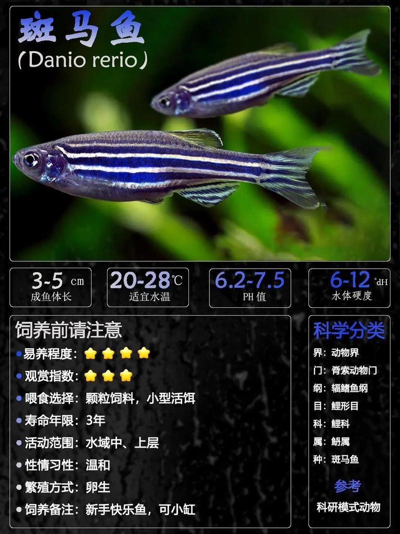 斑马鱼吃什么啊?