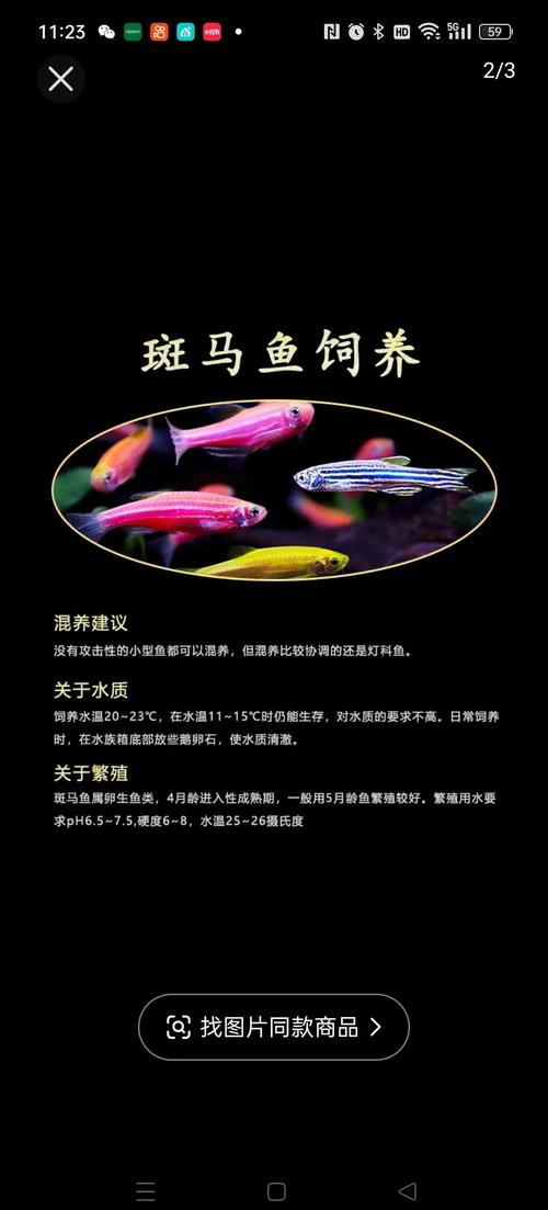 红斑马鱼怎么养饲养是要注意水质情况
