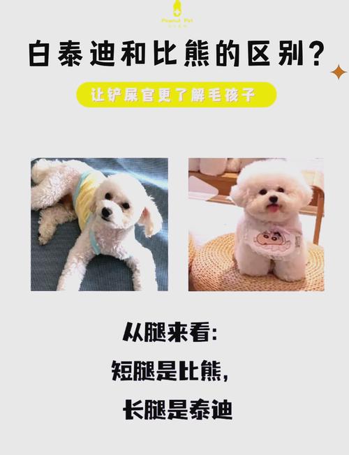 怎样区分贵宾、贵妇、泰迪、比熊