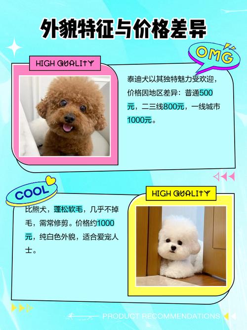 比熊和泰迪和贵宾是什么关系啊