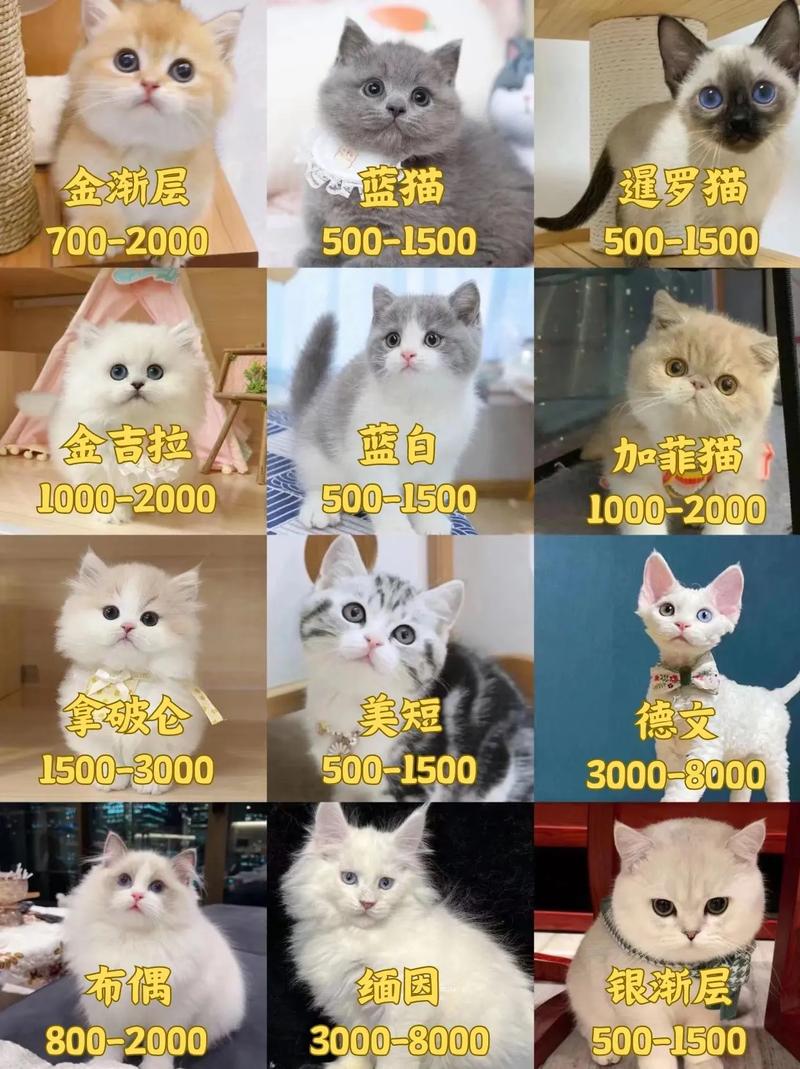 天通猫哪家好