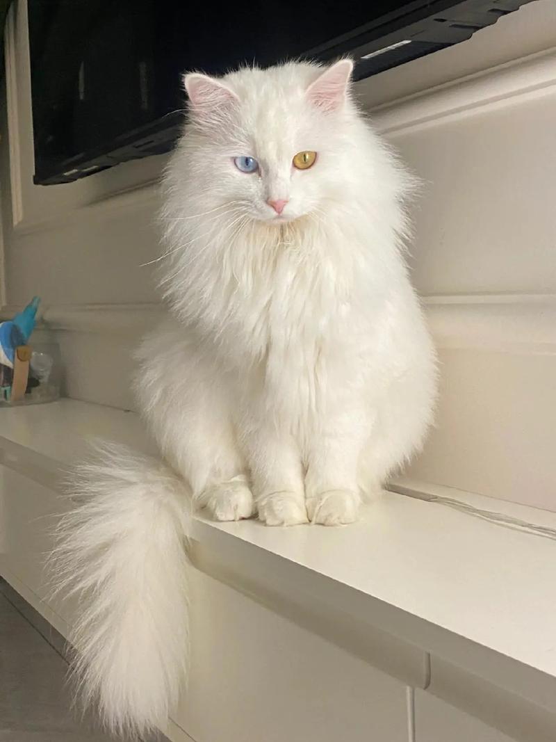 波斯猫多少钱一只波斯猫母的好还是公的好