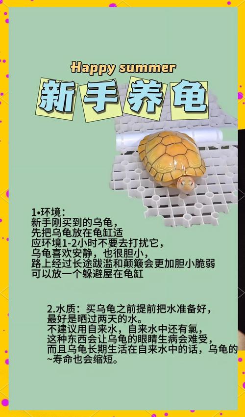 如何养观赏龟