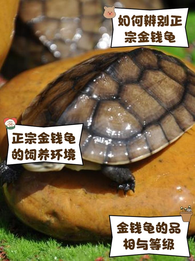 金钱龟怎么养品相好呢?