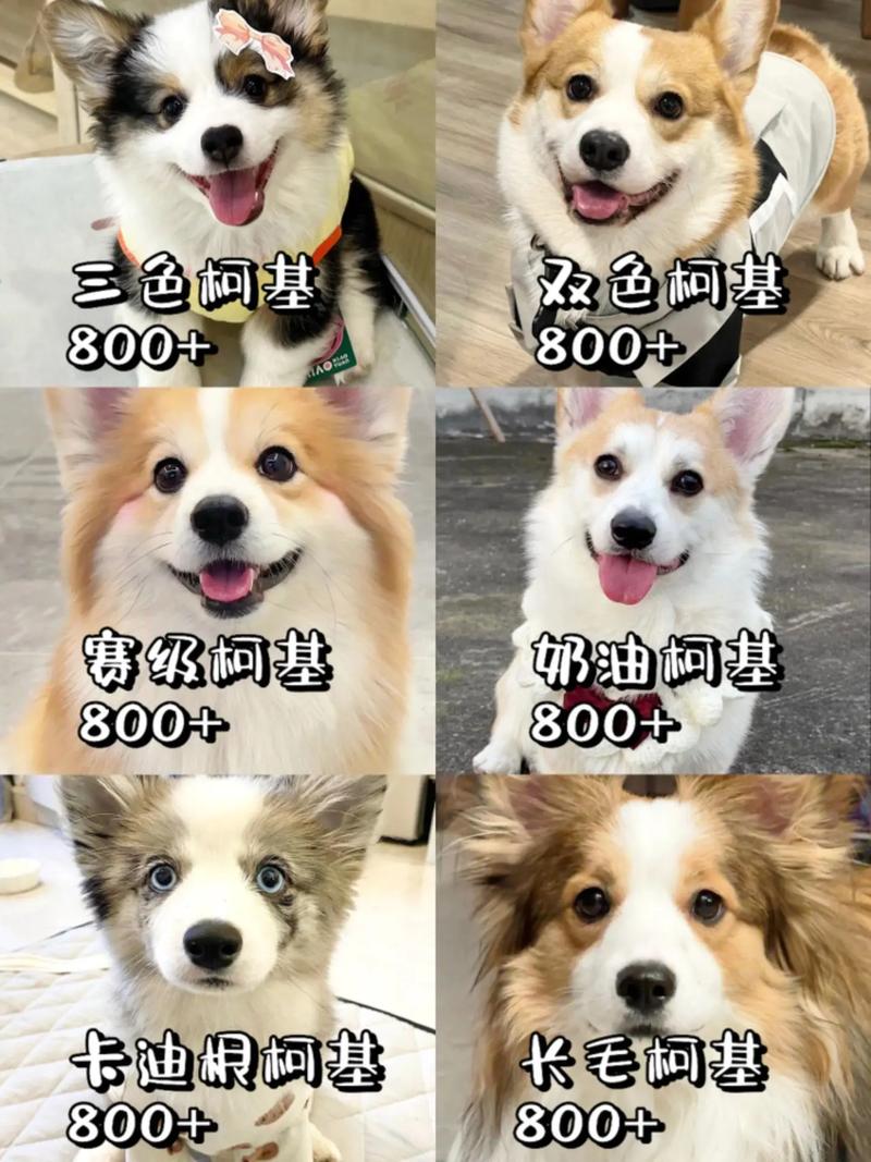 柯基犬多少钱一只纯种?