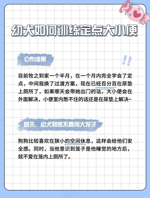 小边牧要到多大开始教她大小便啊?怎么教她比较有效啊?