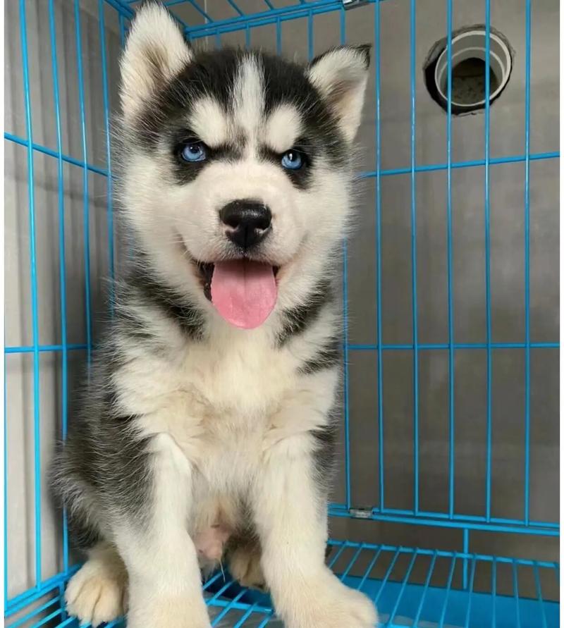 哈士奇幼犬吃什么