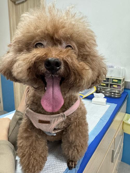 咳咳,主要关于泰迪熊贵宾犬!贵宾犬的费用
,以及种种……