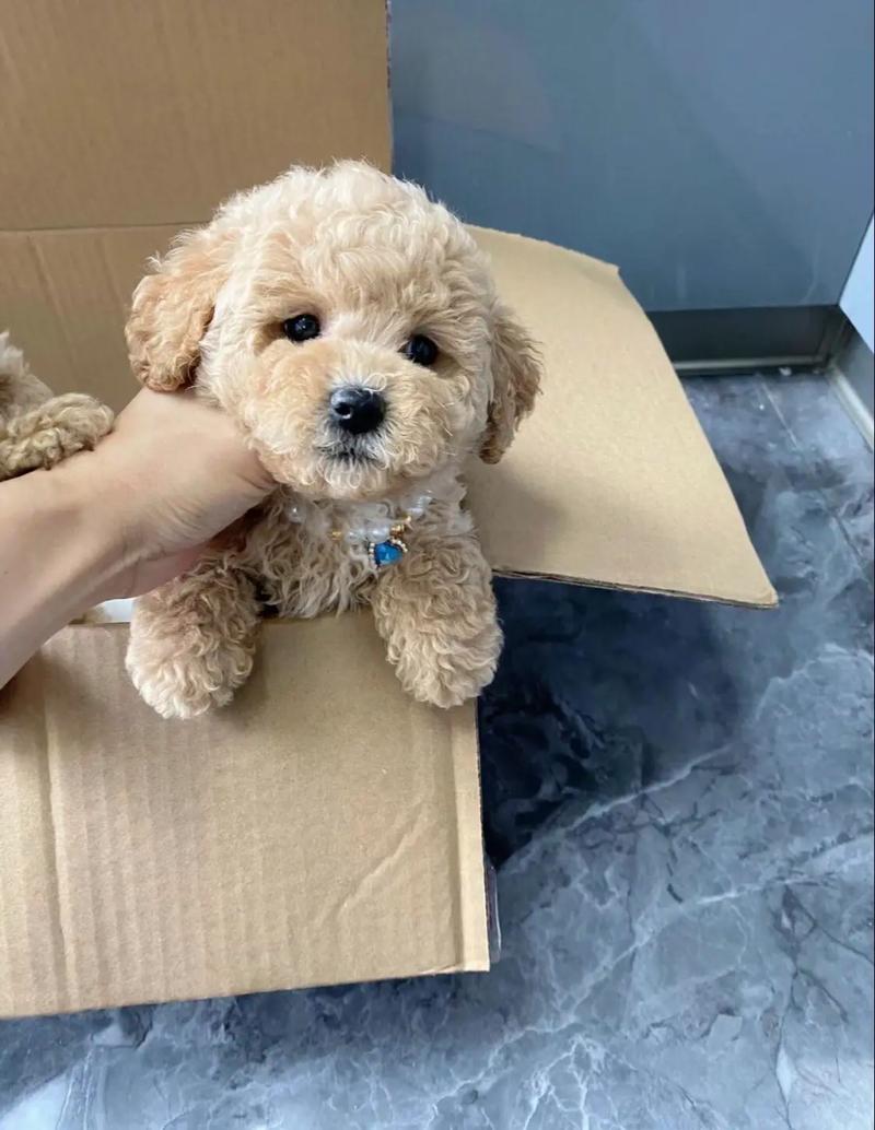 纯种微小(口袋)茶杯贵宾犬费用
