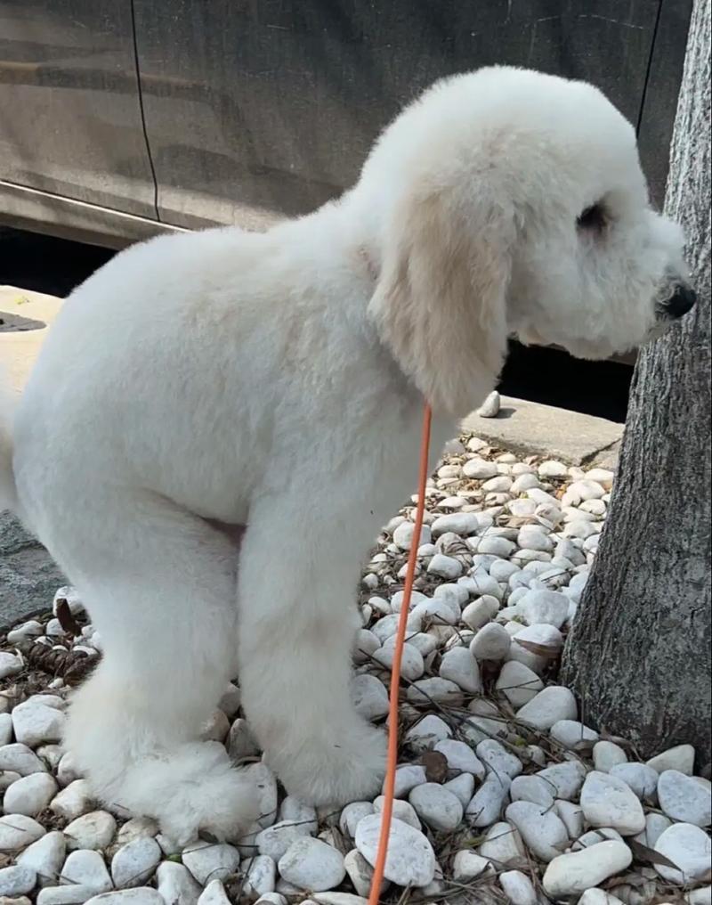 巨贵犬费用
多少钱